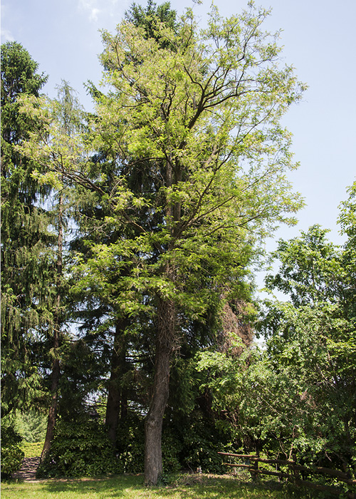 500×7002-acacia-robinia pavimento legno acacia