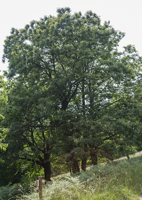 500×7003-castagno-europeo
