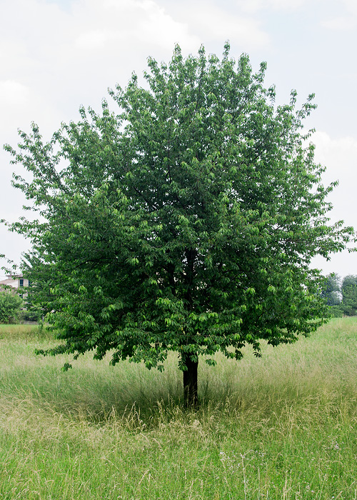 500×7004-ciliegio-europeo ciliegio pavimento