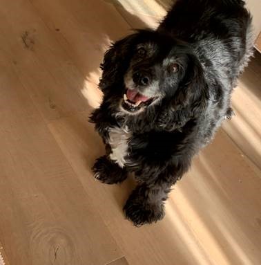 cane-parquet-pavimento-legno.jpg