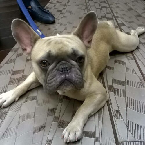 foto-cane-parquet-vele-cadorin.jpg