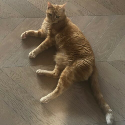 gatti-spina-dolomia.jpg