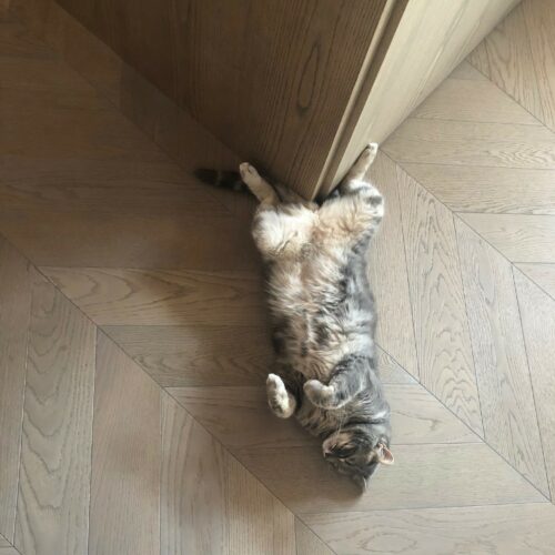 gatto-spina-dolomia-2.jpg